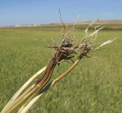 Fusarium crown rot in wheat