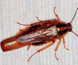 Female German cockroach with egg case