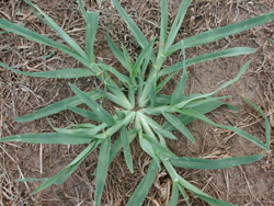 goosegrass