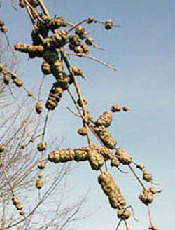 Gouty oak gall