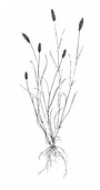 Grass plant