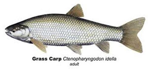 Grass carp