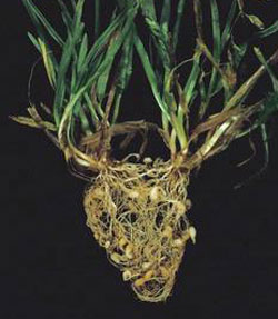 root-gall nematodes