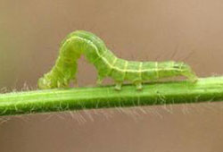 Green cloverworm