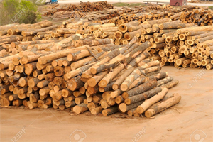 Stacks of green lumber