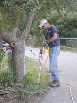 applying tree growth regulator