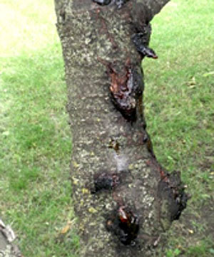 Gummosis on tree trunk