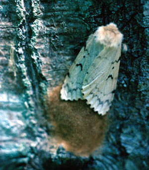 Gypsy moth female with egg mass