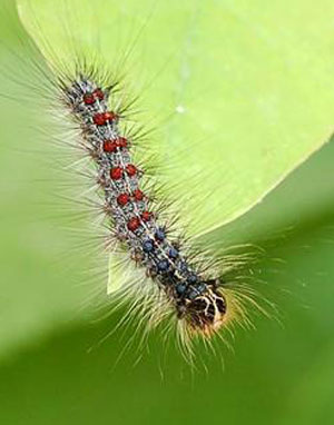 Gypsy moth larva