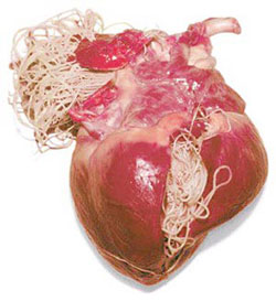 Heartworm in dog heart