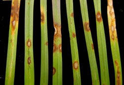 Helminthosporium leaf spot