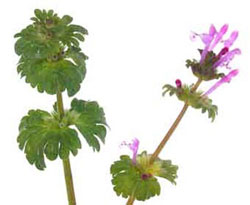 henbit