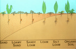 Herbicide movement in different soils