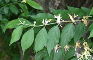 Bush honeysuckle