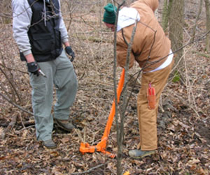 Removing bush honeysuckle