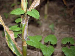 honeyvine milkweed