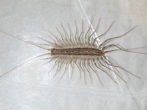 House centipede