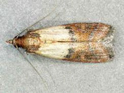 Indian meal moth