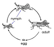 gradual metamorphosis cycle