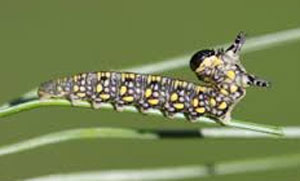 Introduced pine sawfly larva