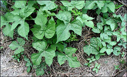 Ivyleaf morningglory