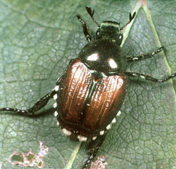 Japanese beetle adult