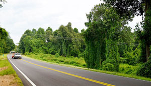 kudzu along highway