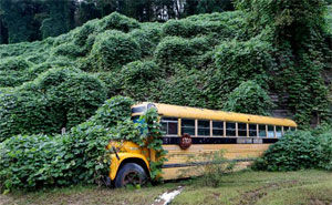Kudzu covering school bus