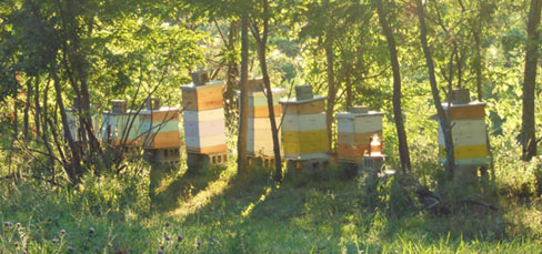Kentucky bee yard