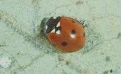 Lady beetle adult