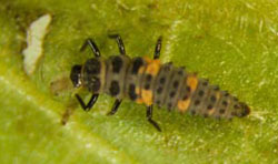 Lady beetle larva