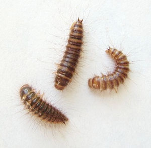 Larder beetle larvae