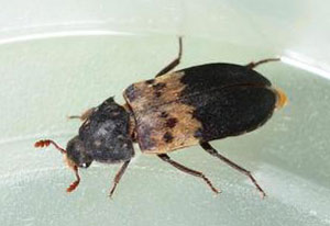 Larder beetle adult