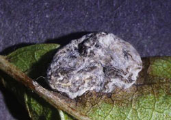 Leaf gall on blueberry