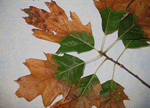 Bacterial leaf scorch on oak leaves