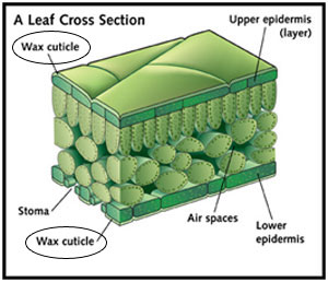 leaf cross section