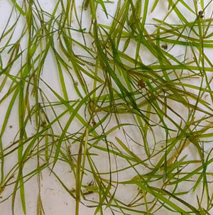 Chara (Muskgrass; Stonewort) Missouri Department of Conservation