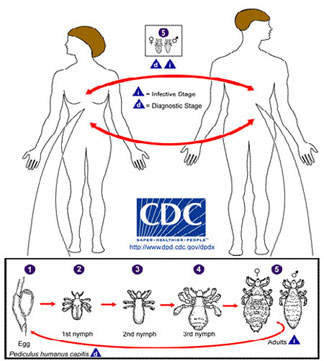 Lice lifecycle