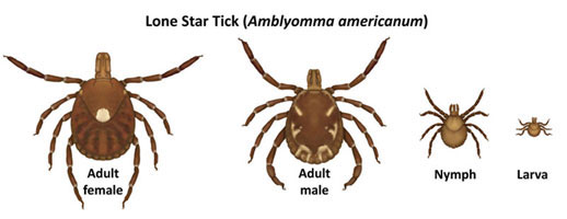 Lone star tick life stages