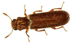 Lyctid powderpost beetle