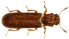 Lyctid powderpost beetle
