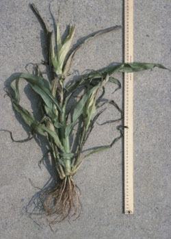 Maize dwarf mosaic virus