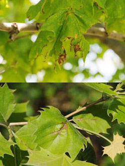 anthracnose on maple/sycamore