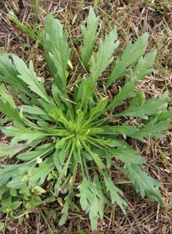 marestail (horseweed)