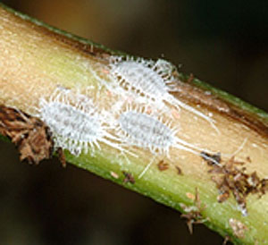 Mealybugs on stem