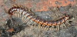 millipede