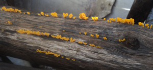 Mold fungus