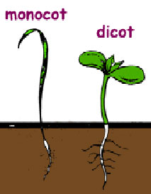 Monocot vs. dicot seedlings