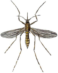 Mosquito adult