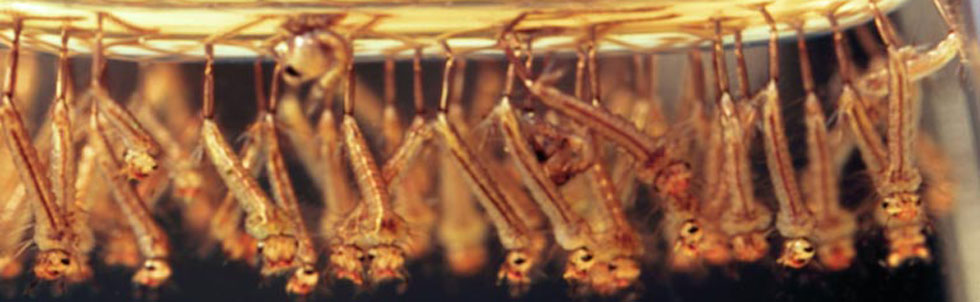 Mosquito larvae